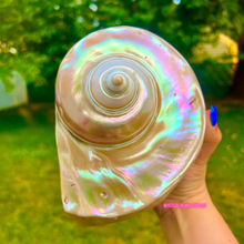 Load image into Gallery viewer, Natural Iridescent Pearlized Turbo Marmoratus Satin  Seashell